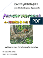 Monografía Phataginus Tetradactyla (Pangolín de Cola Larga) .