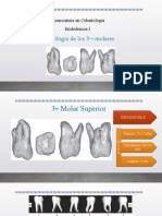 3 Molar - Endo