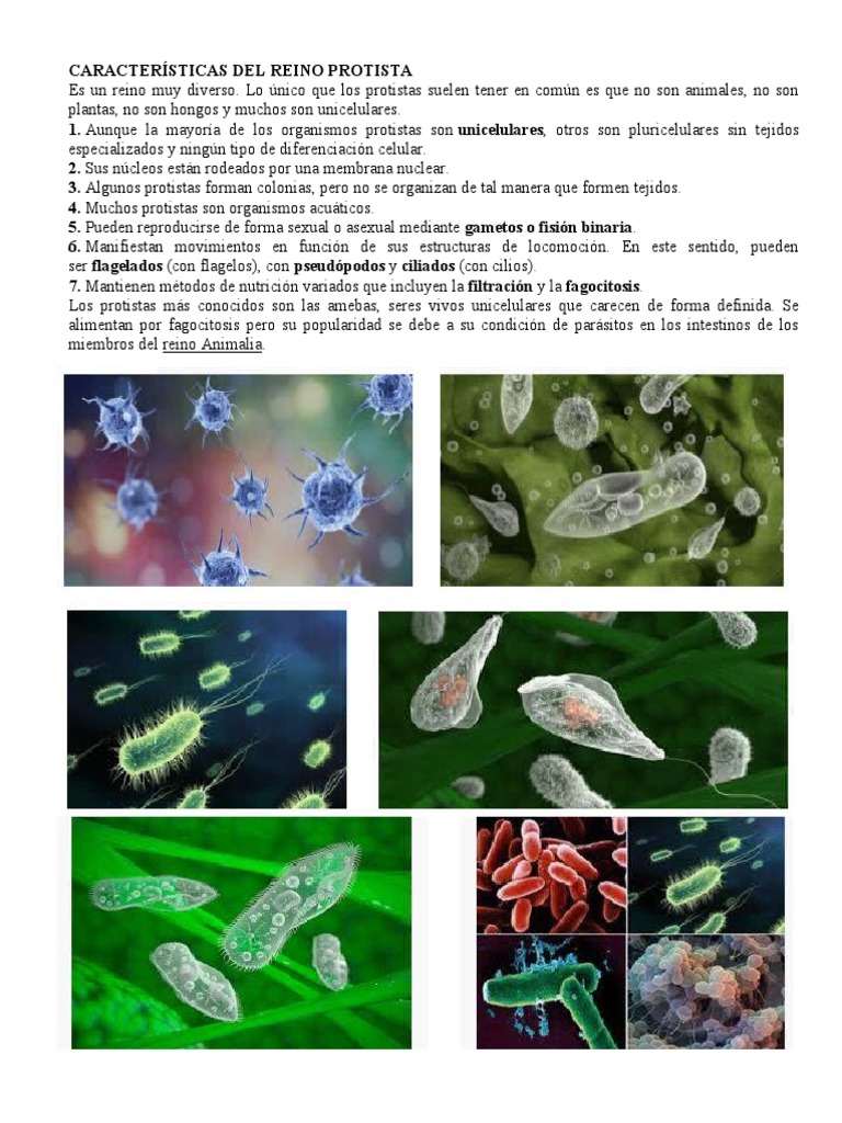 Características Del Reino Protista | PDF | Plantas | Organismos