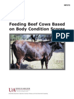 Feeding Beef Cows Based On Body Condition Scores: Division of Agriculture