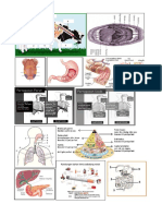KD 3.7 Sistem Pencernaan & Sistem Respirasi Pada Manusia