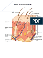 Layers and Accessory Structures of The Skin