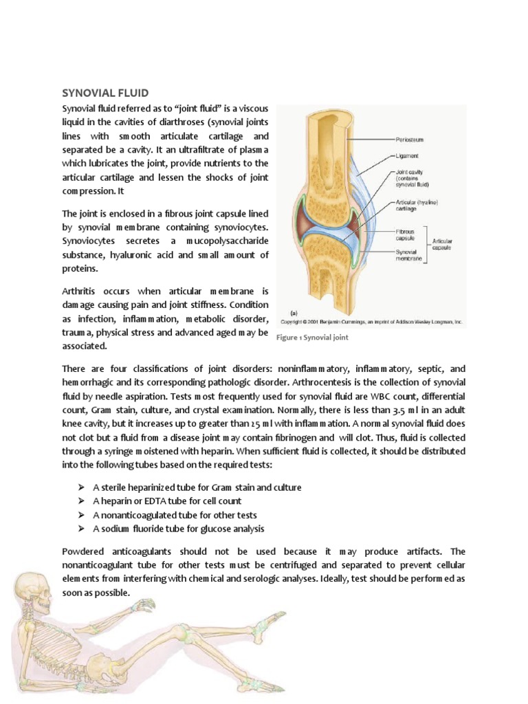 Synovial Fluid Biology Diagrams