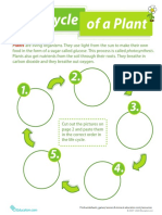 life-cycle-of-a-plant