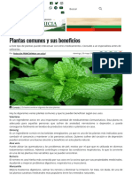 Plantas Comunes y Sus Beneficios - Diario Primicia