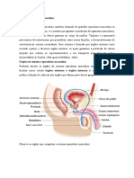 Chana Sistema Reprodutor Masculino