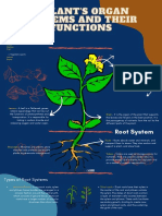 A Plant's Organ Systems and Their Functions