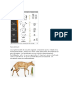 Evolucion Del Caballo