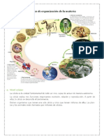 Niveles de Organización de La Materia Y ORGANOS Y FUNCIONES DEL CUERPO HUMANO