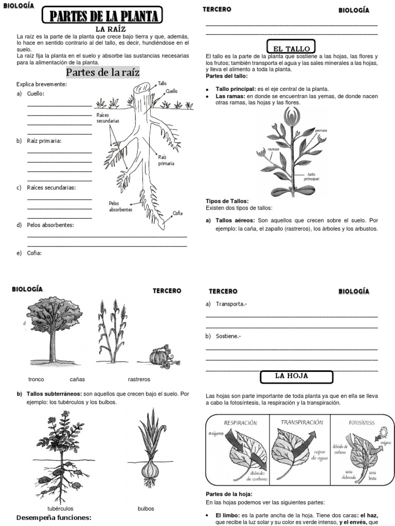 Partes de la planta: Raíz, Tallo y Hoja | PDF | Flores | Raíz