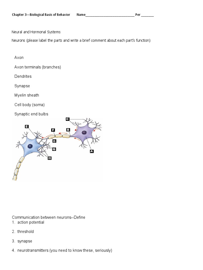 Axon Axon Terminals (Branches) Dendrites Synapse Myelin Sheath Cell