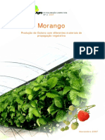 4 Morango Producao de Outono Com 1369130502...