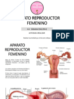 Clase 1 - Aparato Reproductor Femenino