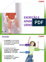 excrecao_aparelho_urinario
