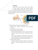 Anatomi Fisiologi Pankreas dan Definisi Diabetes Mellitus