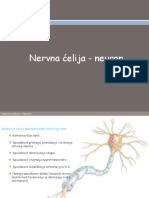 Nervna Ćelija - Neuron