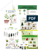 clasificacion de las plantas