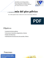 Anatomía Del Piso Pélvico