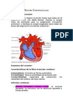 Sistema Cardiovascular