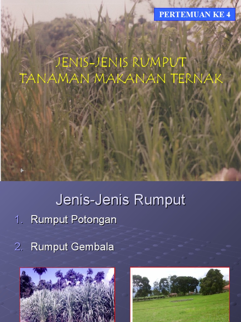Jenis-Jenis Rumput Pakan Ternak | PDF | Sains & Matematika