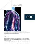 Măduva spinării