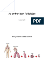 Az Emberi Test Felépítése