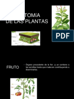 Anatomia de Las Plantas II
