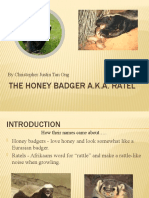 Honey Badger Fearless Like A Boss