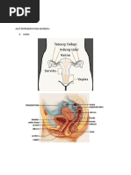 Download ALAT REPRODUKSI PADA MANUSIA by ucokzz SN49191110 doc pdf