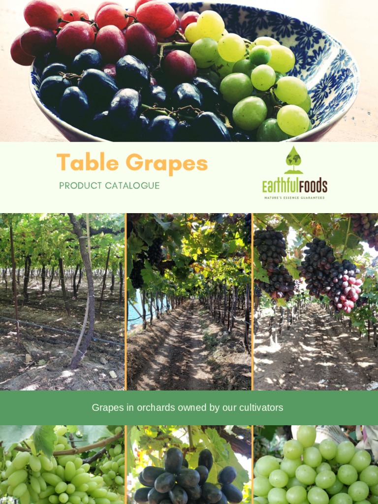 Export-Ready Table Grapes Catalog | PDF