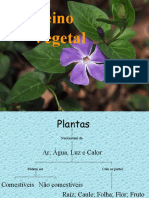 As Plantas