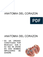 ANATOMIA 16