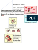 Reproduccion Humana