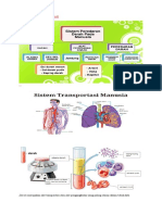 Sistem Peredaran Darah Materi