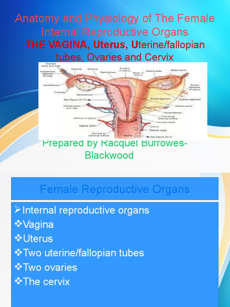 VAGINA ANATOMY FUNCTION AND WHAT S NORMAL intelligence overview