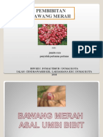 PEMBIBITAN bawang merah