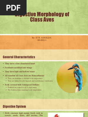 Class Aves Characteristics