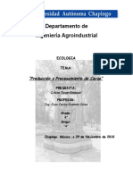 Producción y procesamiento del cacao en Tabasco