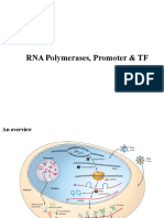 RNa Pol & Promoters