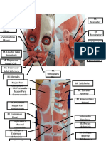 Pantom Anatomi BBS Ujian Praktikum bbs2