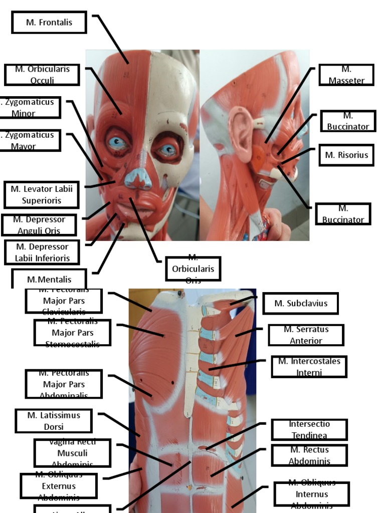 Key Muscles of the Human Body | PDF | Joints | Lower Limb Anatomy