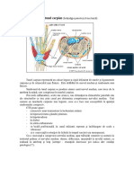 Sindromul de Tunel Carpian