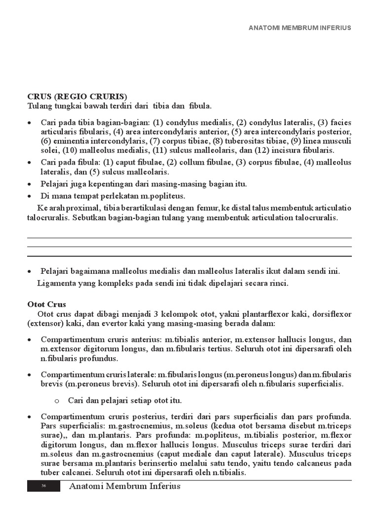 Anatomi Membrum Inferius dan Ototnya | PDF