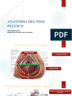 Anatomía del piso pélvis y tipos de pelvis