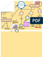 Embriologia, Anatomia e Histologia de La Piel