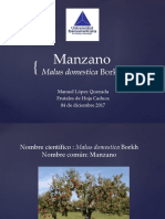 Manzano