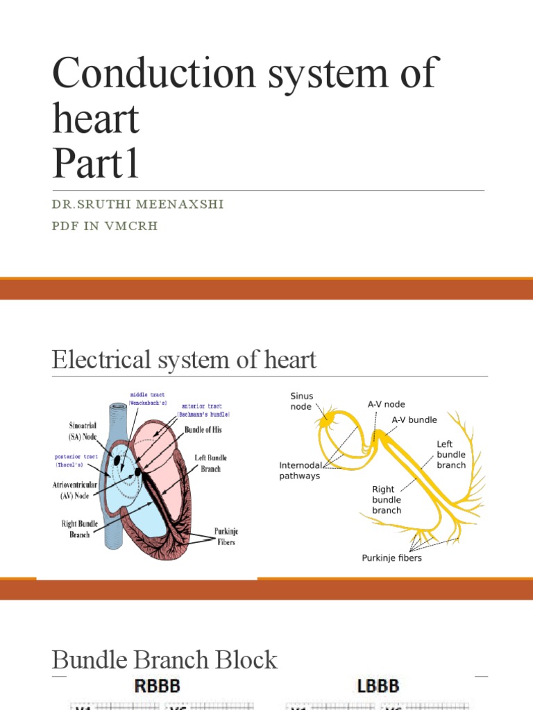 Conduction System of Heart: DR - Sruthi Meenaxshi PDF in VMCRH | PDF ...