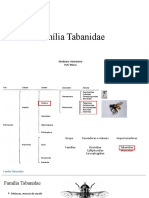 Família Tabanidae