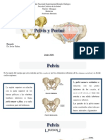 Pelvis y Periné