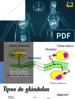 Sistema Endocrino